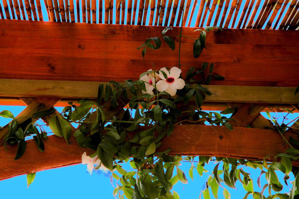 Bonjour Bed & Breakfast มอร์ชาโน ดิ เลอูกา ภายนอก รูปภาพ